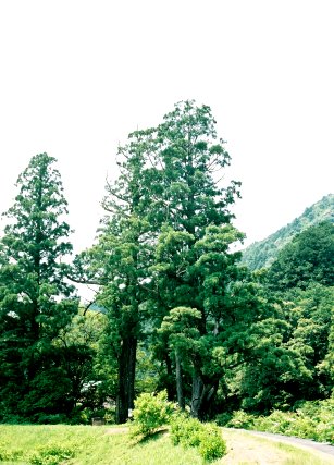 ドンドの大スギ