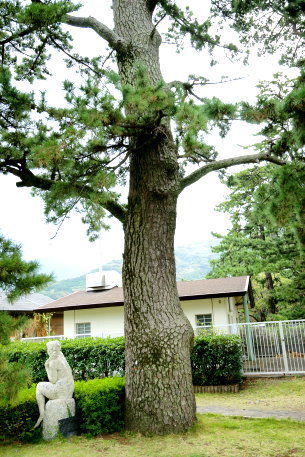 土肥松原公園のクロマツ　No1