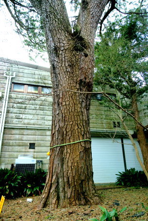 御浜海岸の友愛の松