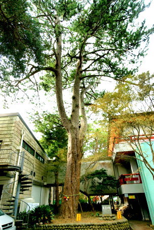 御浜海岸の友愛の松