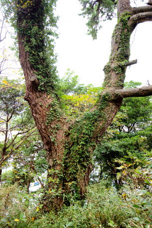 御浜海岸の魚見の松