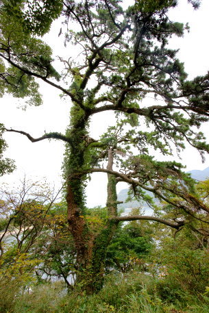 御浜海岸の魚見の松