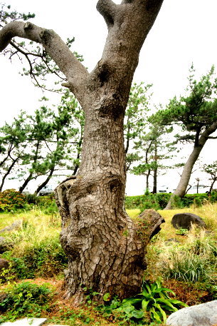 御浜海岸のクロマツ