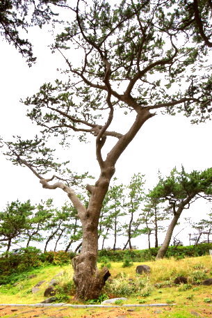 御浜海岸のクロマツ