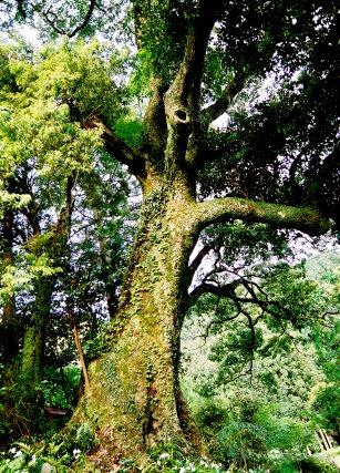 梅地のタブノキ