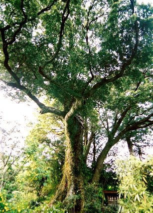 梅地のタブノキ