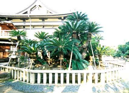 妙国寺のソテツ