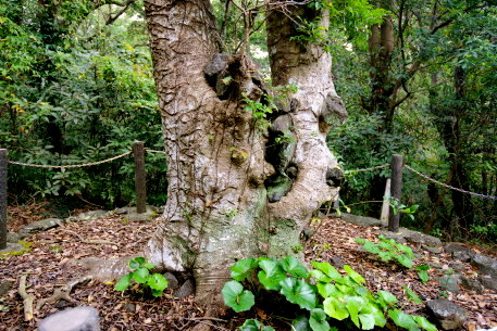 蓮着寺の石食いのモチ