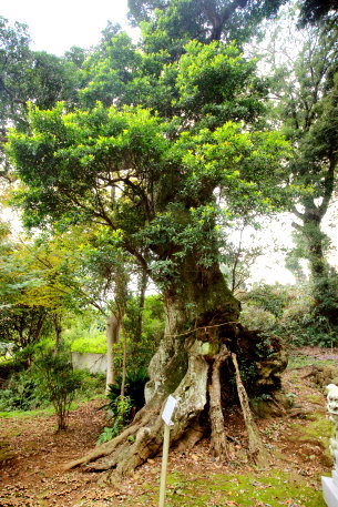 熊野神社のホルトノキ