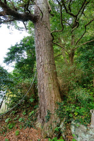 綿津見神社のクロマツ