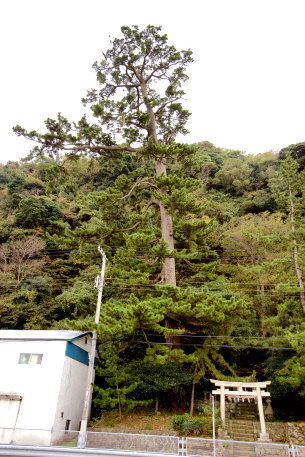 綿津見神社のクロマツ