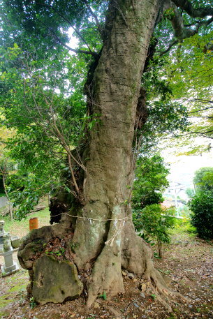 熊野神社のホルトノキ