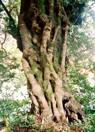 東大寺のチーノキ