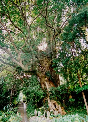 東大寺のチーノキ