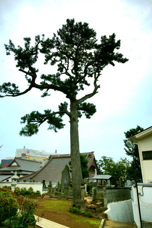 誓欣院の松