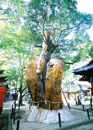 神田天満宮のクスノキ