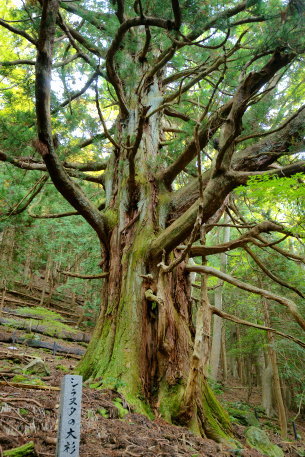 しらぬたの大杉