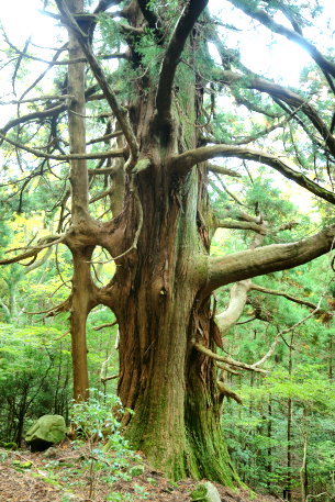 しらぬたの大杉