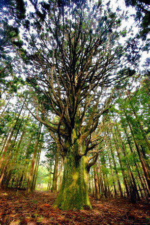 天城のお化け杉