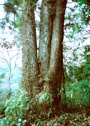 追分のアベマキ