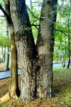 沼津御用邸記念公園の二本松