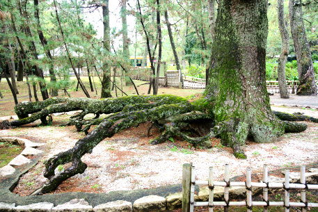 沼津御用邸記念公園の根上がり松