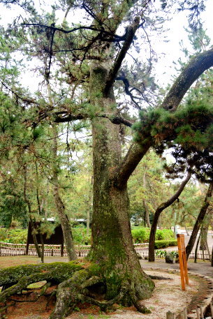 沼津御用邸記念公園の根上がり松