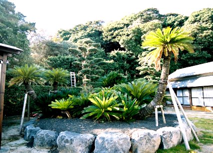 平場の大ソテツ