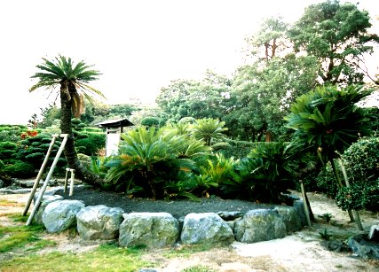 平場の大ソテツ