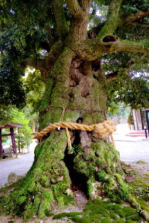 加茂神社のツブラジイ