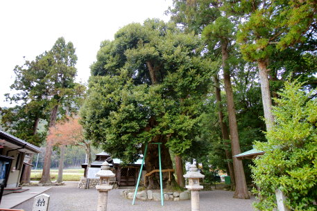 加茂神社のツブラジイ