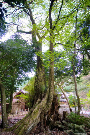 河内八幡神社のカツラ