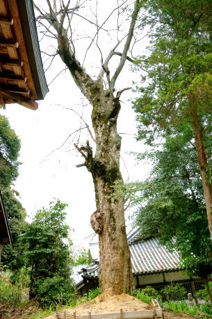 樹下神社のムクロジ