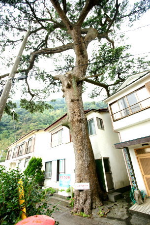 赤沢港のクロマツ