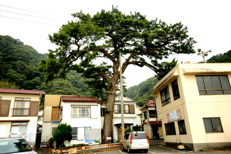 赤沢港のクロマツ