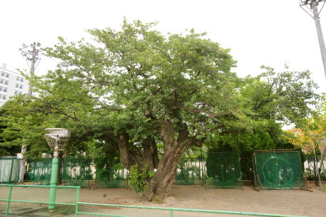 三島北校のソメイヨシノ