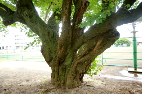 三島北校のソメイヨシノ
