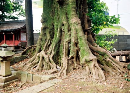 下多賀神社のホルトノキ
