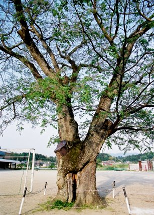 阿山小学校のセンダン