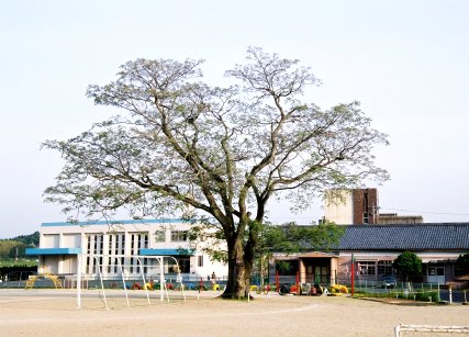 阿山小学校のセンダン