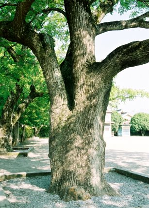 笠間小学校のセンダン