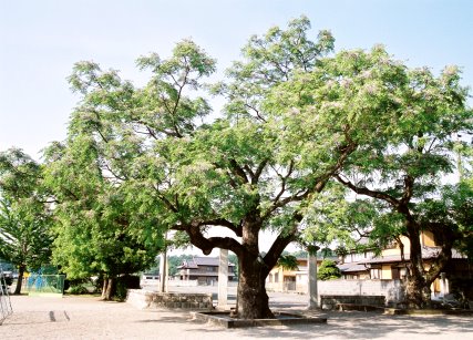 笠間小学校のセンダン