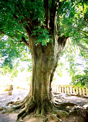 玉泉寺のナギ