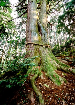 黒滝神社の夫婦スギ