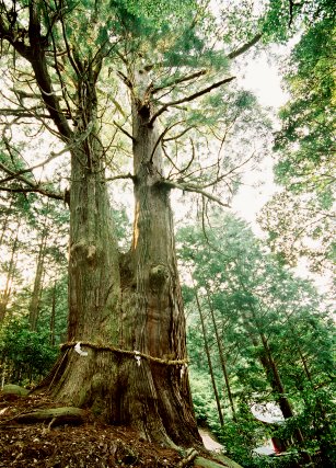 黒滝神社の夫婦スギ