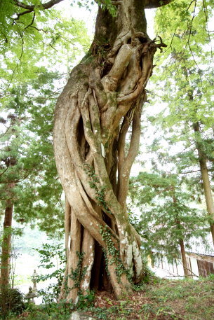 津島神社の七色木