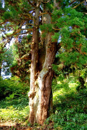 成相寺の逆スギ