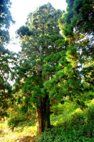 成相寺の逆スギ