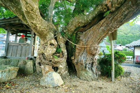 池田のカゴノキ