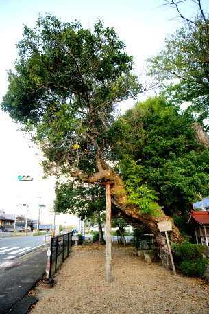 池田のカゴノキ